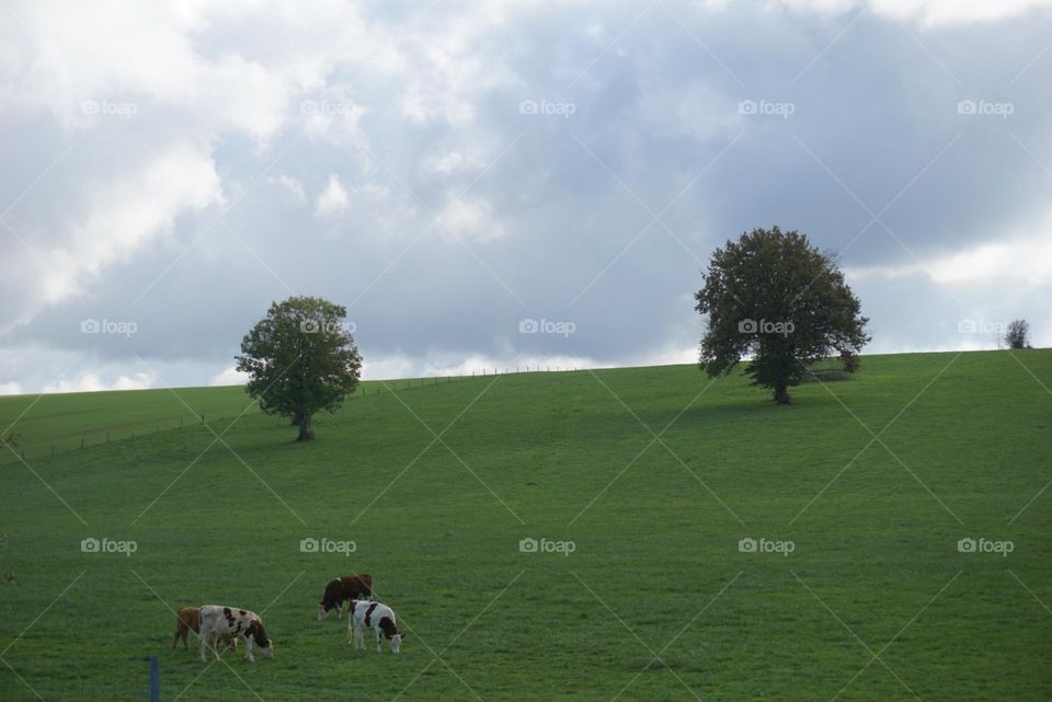 Nature#trees#cows#clouds