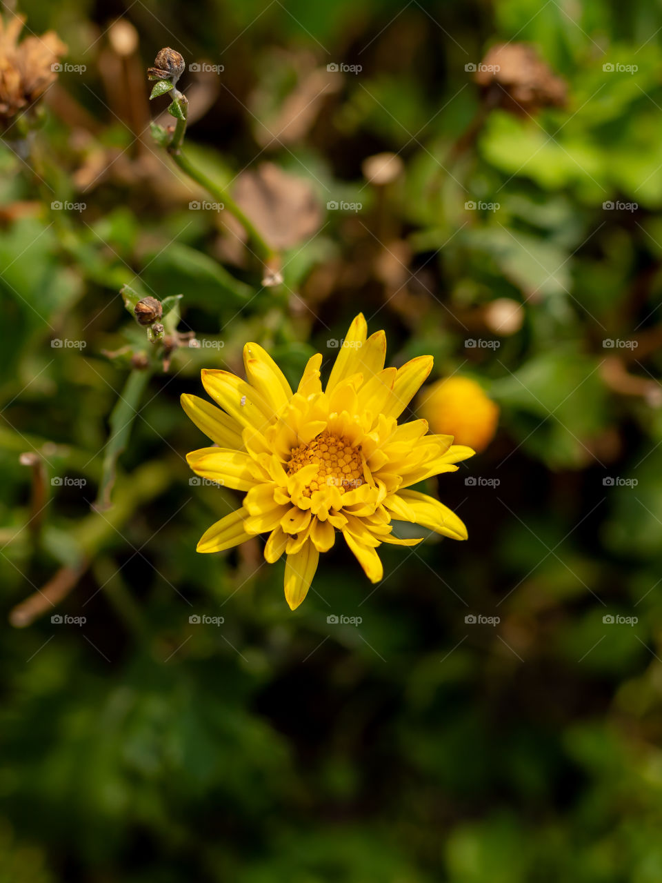 Yellow Flower