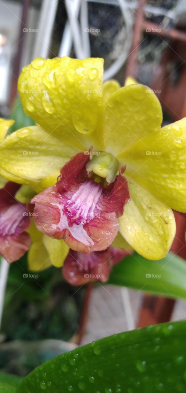 beautiful combination yellow orchid

￼