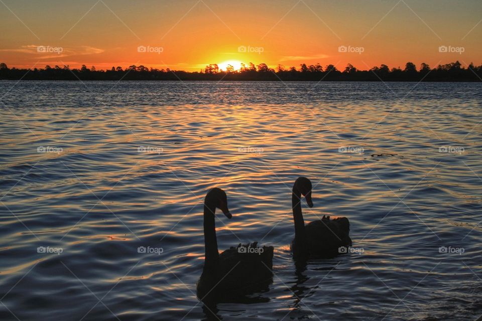 Swan Sunset