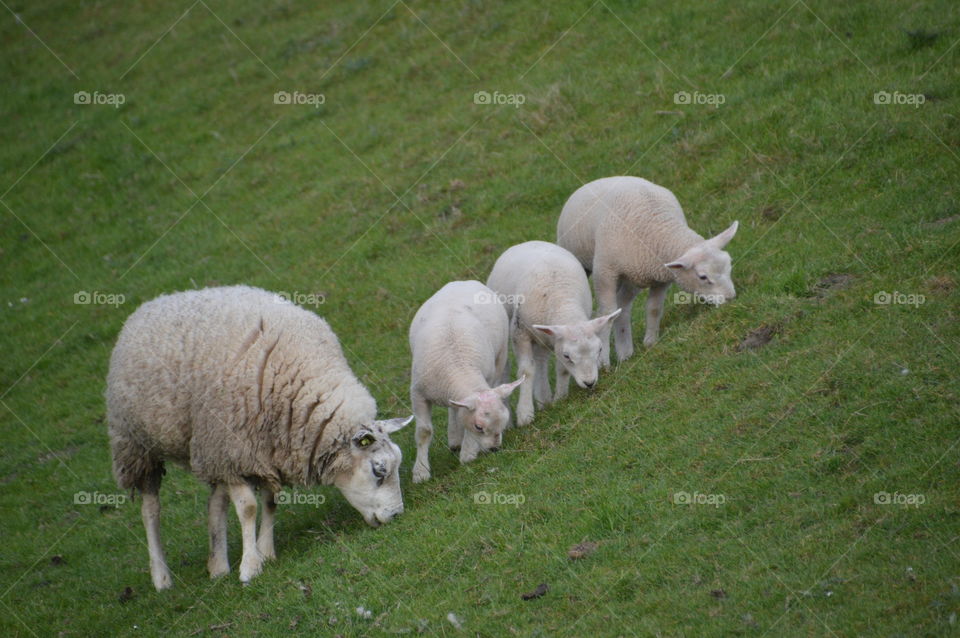 Mother Sheep And Lambs