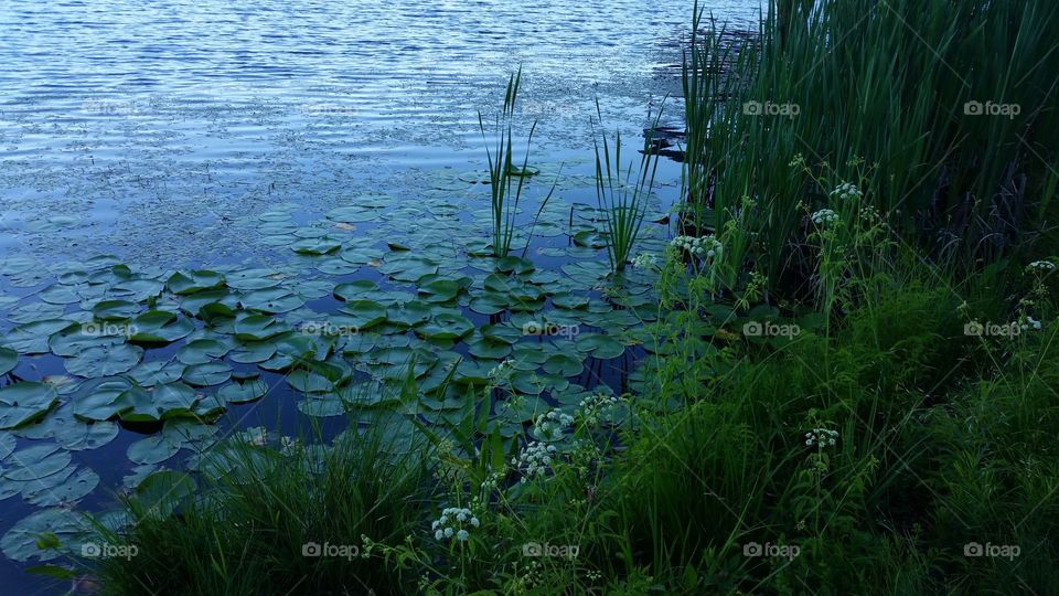 Lake Lilies