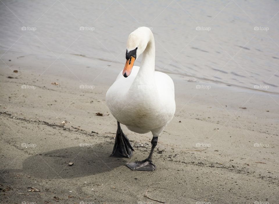 swan on the beach