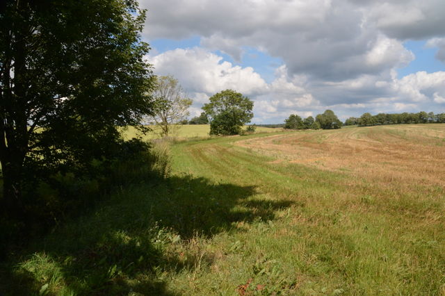 Meadow