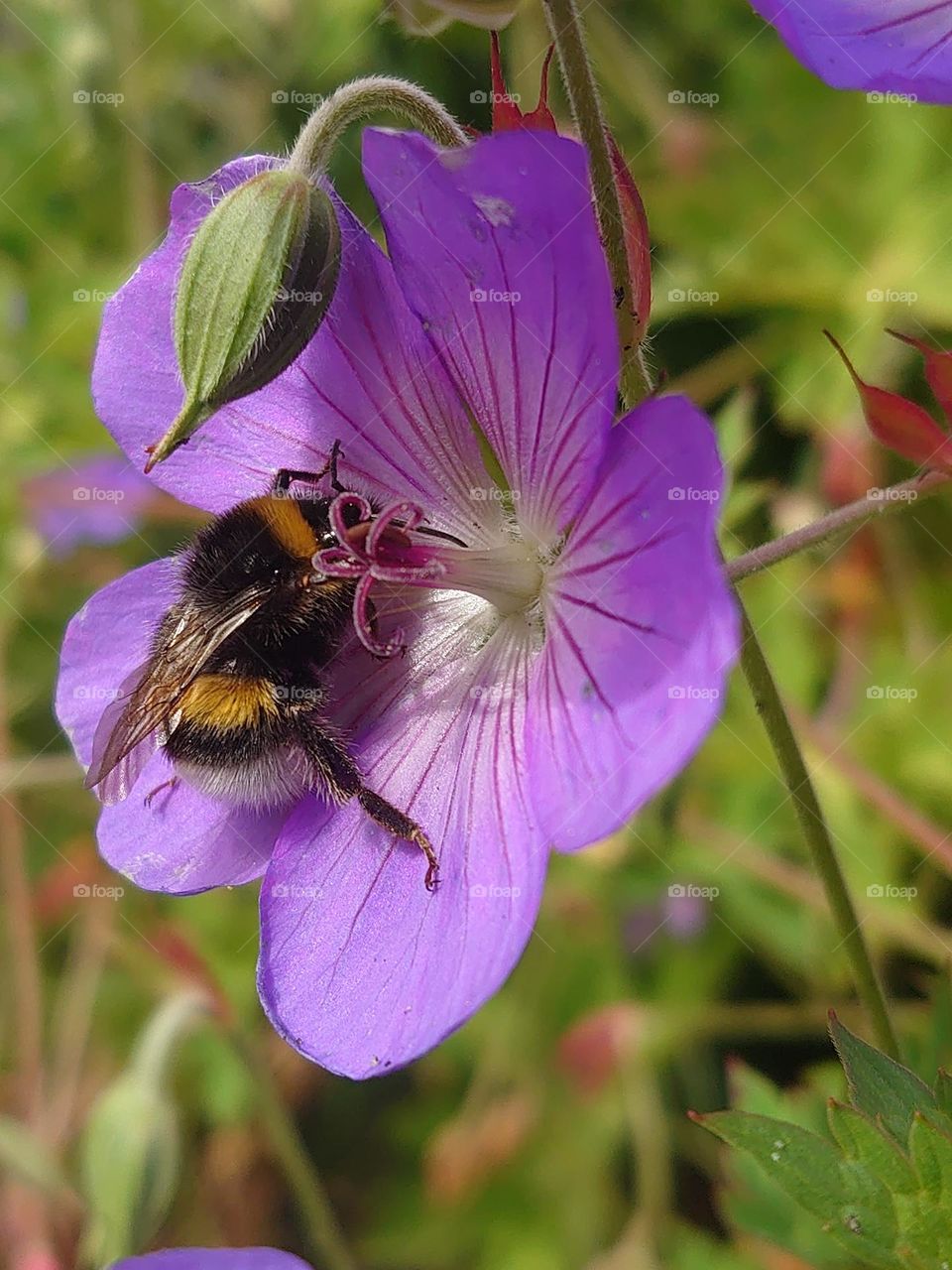 bee in purple flower