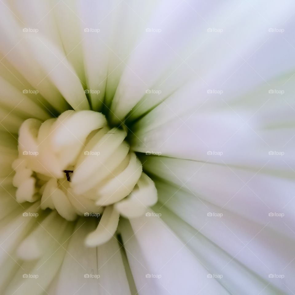 Pastel Flower Macro