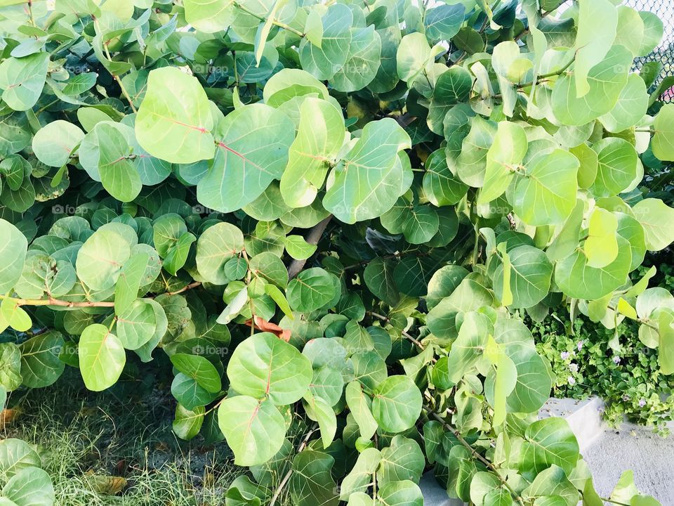 Gorgeous photos from Royal Caribbean cruise ship Oasis of the Seas cruising along!