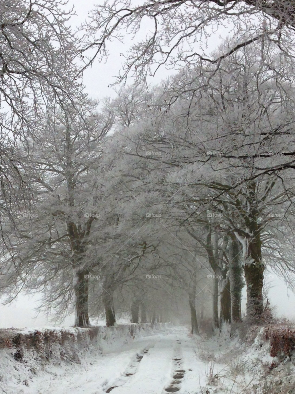 snow winter snowy trees by steven.nicholas