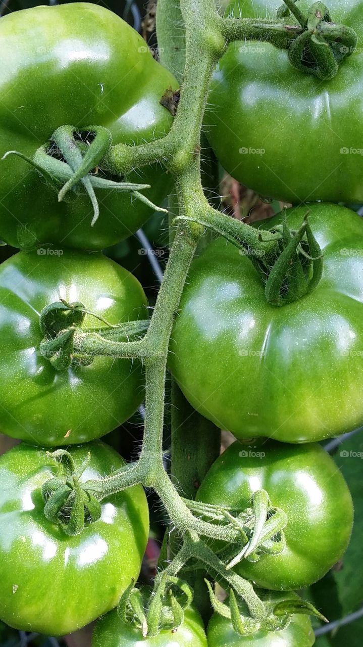 green tomatoes on the vine fuzzy