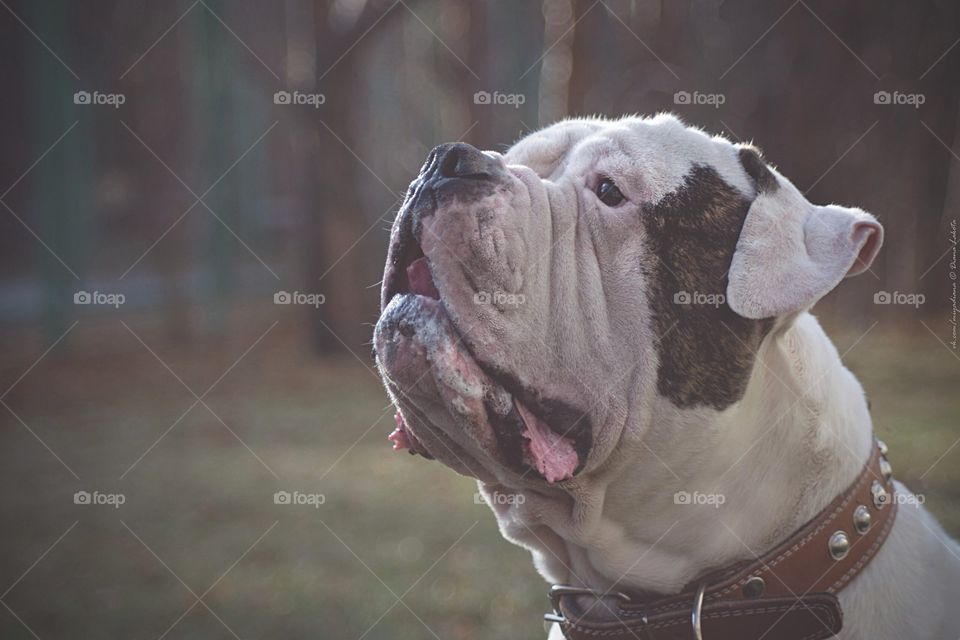 American bulldog portrait 