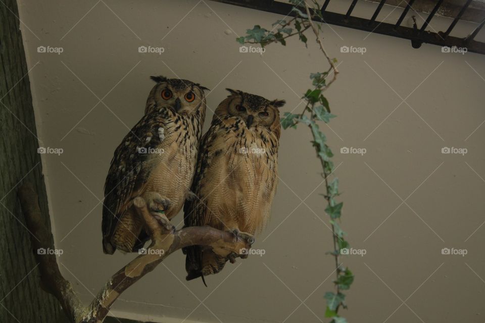 Bird, No Person, Wildlife, Owl, Raptor