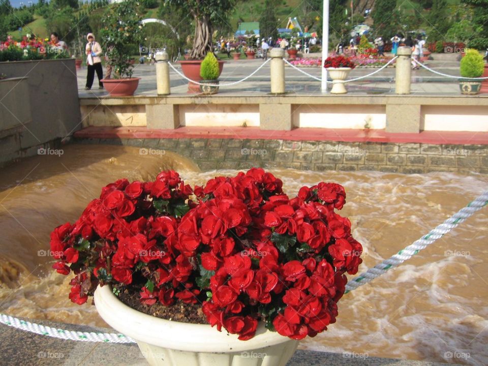 Hoa Hồng