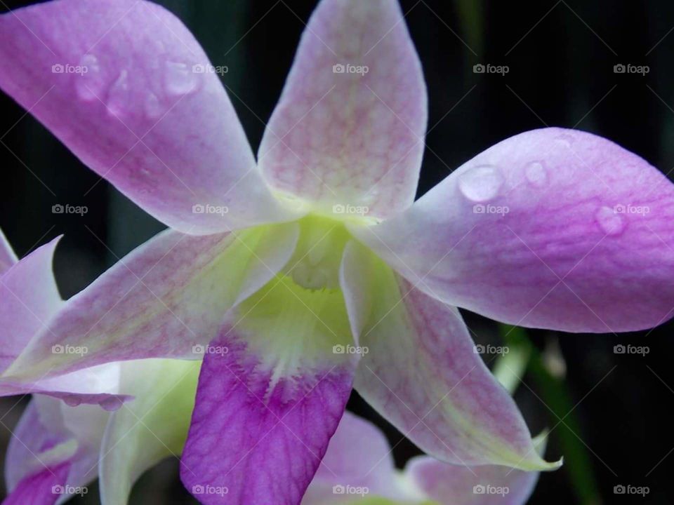 Orchid Yellow/Purple