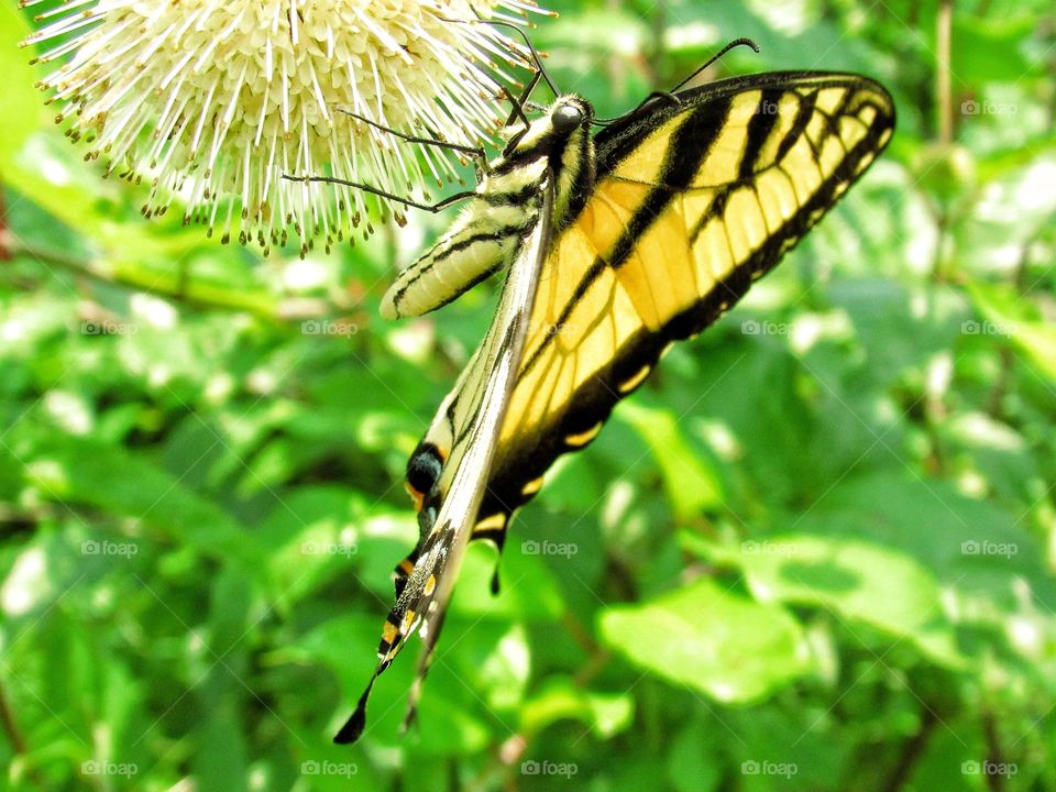 yellow swallowtail butterfly on wildflower