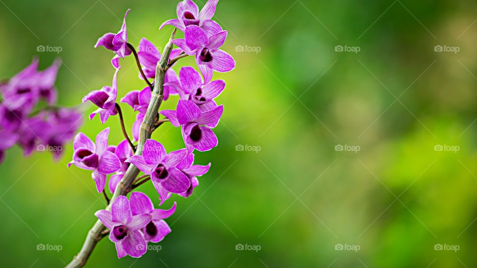 Orquídeas -
Lélia Púrpura (Laelia Purpurata) ou  Cattleya purpurata