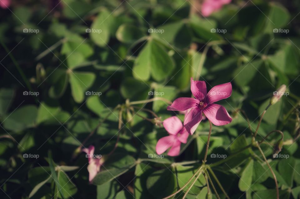 Delicate pink and tiny flower growing in a park near my house. Early summer days. 