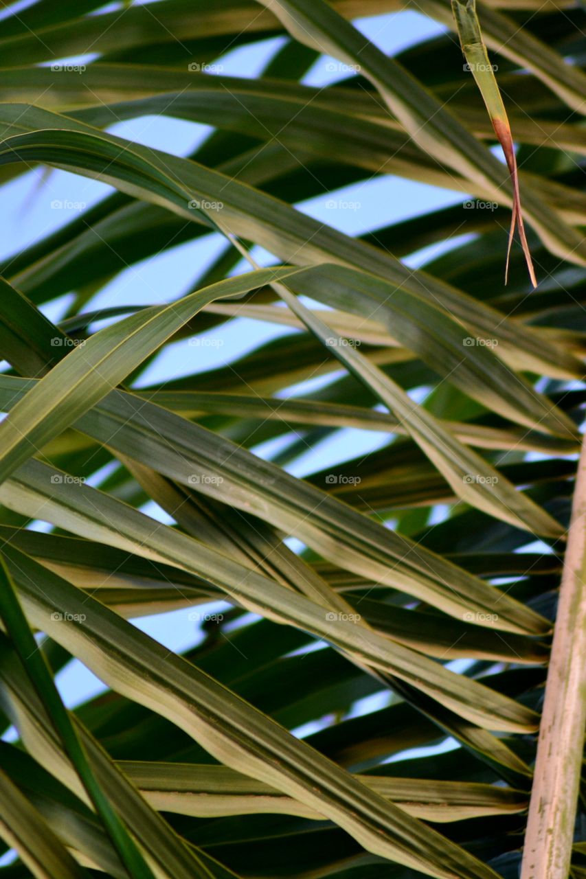palmleafs in Alanya turkey