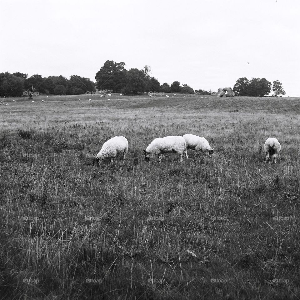 Sheep in the field in monochrome