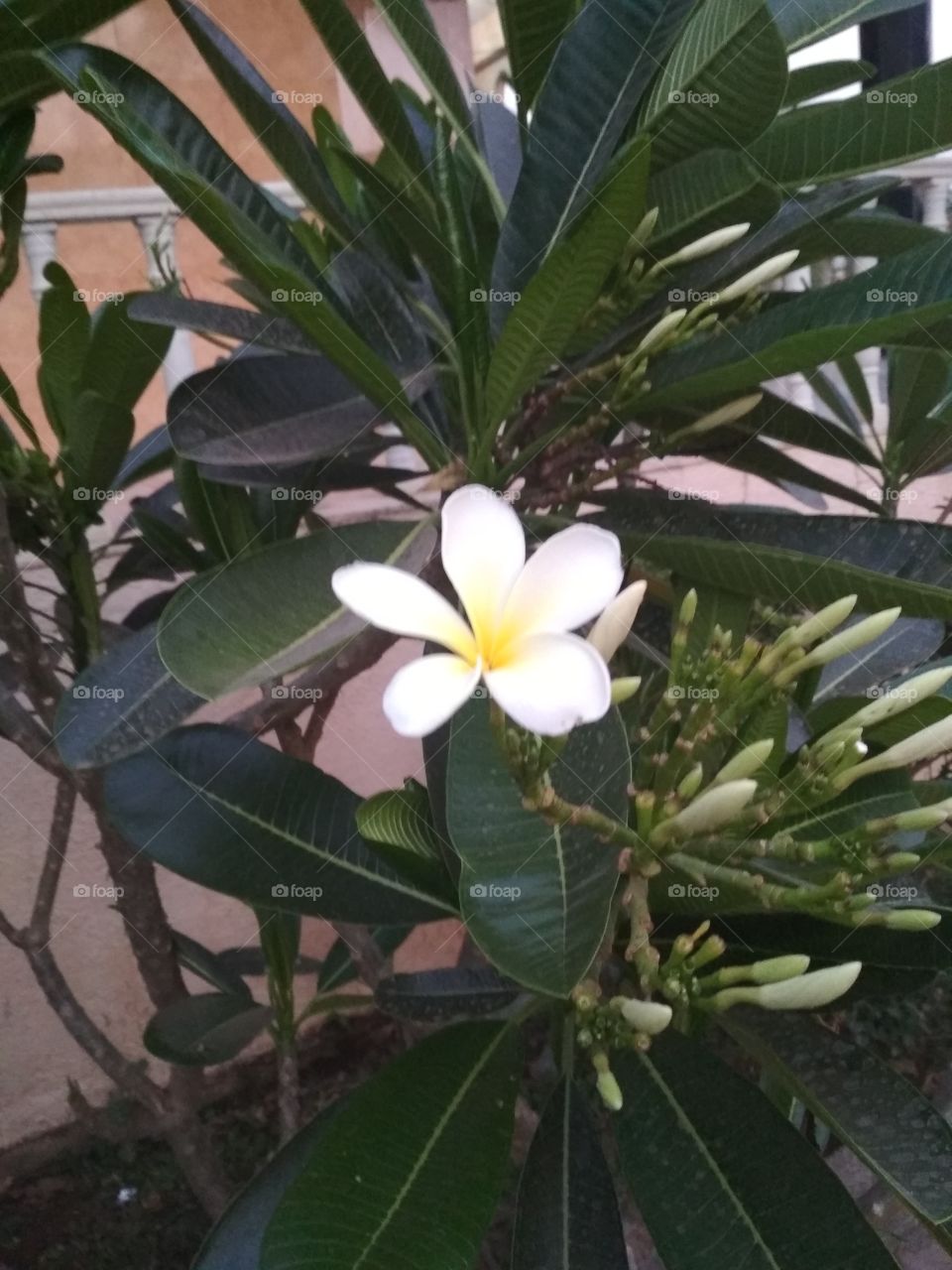 Beautiful frangipani flower
