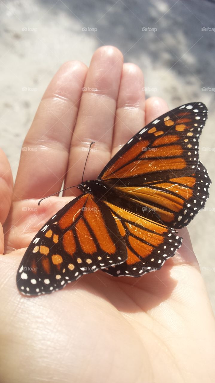 A beautiful butterfly in my hand