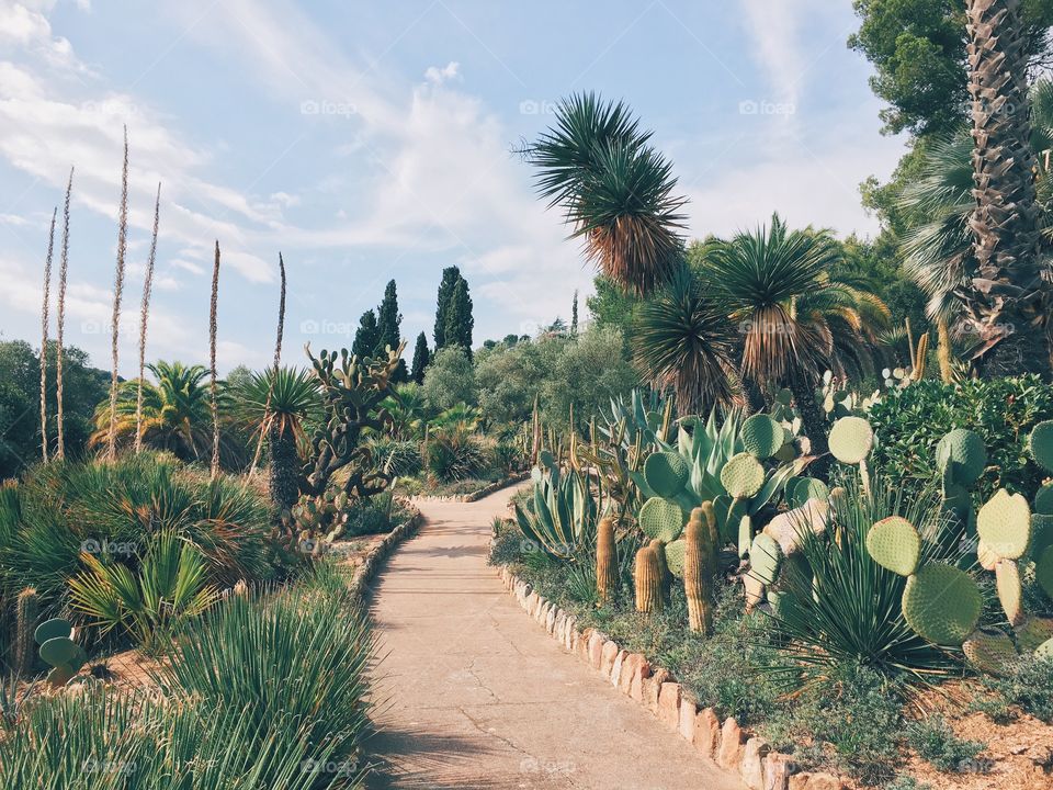 cactus garden