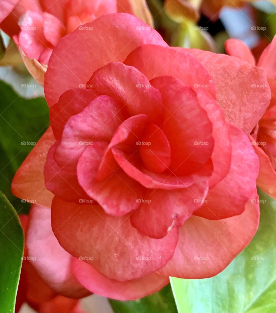 Beautiful single flower of begonia with tilted petals. Close up photo, indoor outdoor plants.