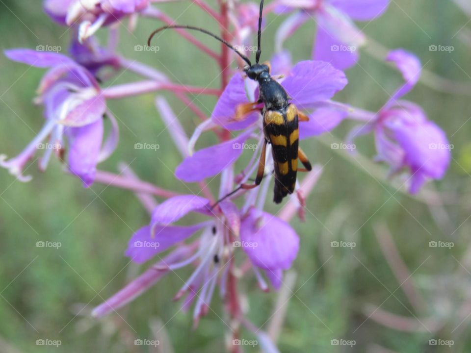 Ivan - fireweed tea with a mustachioed insect, summer, forest