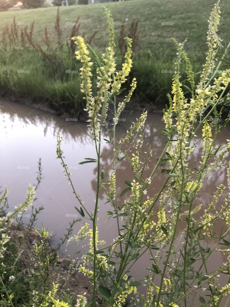 The wildflowers growing by the creek at Oklahoma University