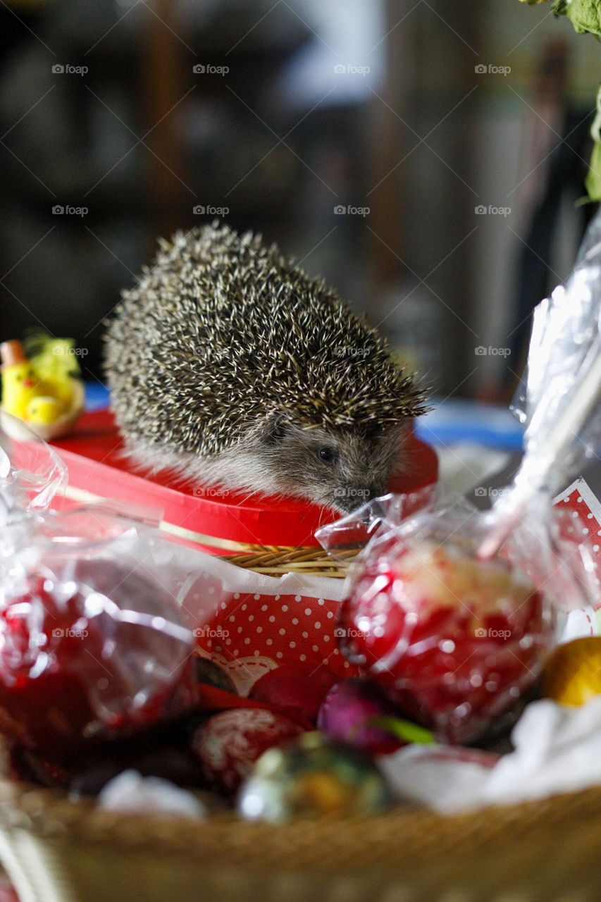 Easter eggs and hedgehogs