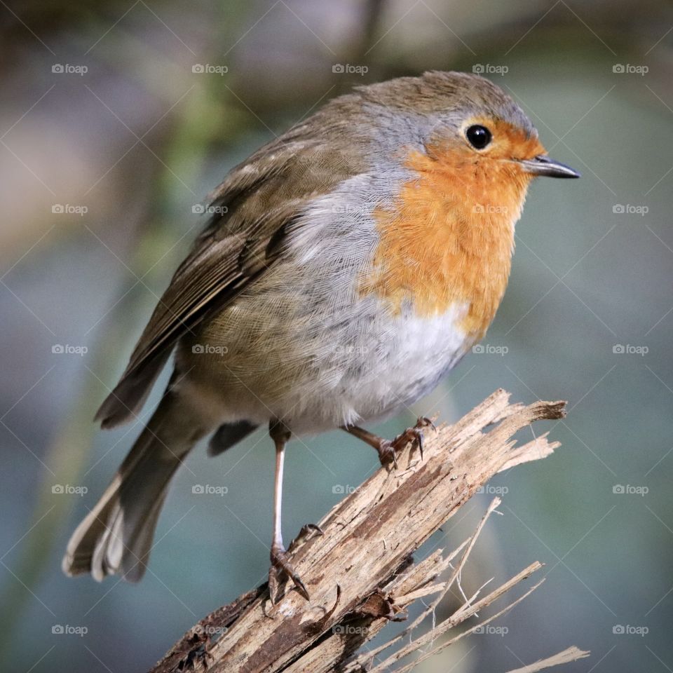 Robin