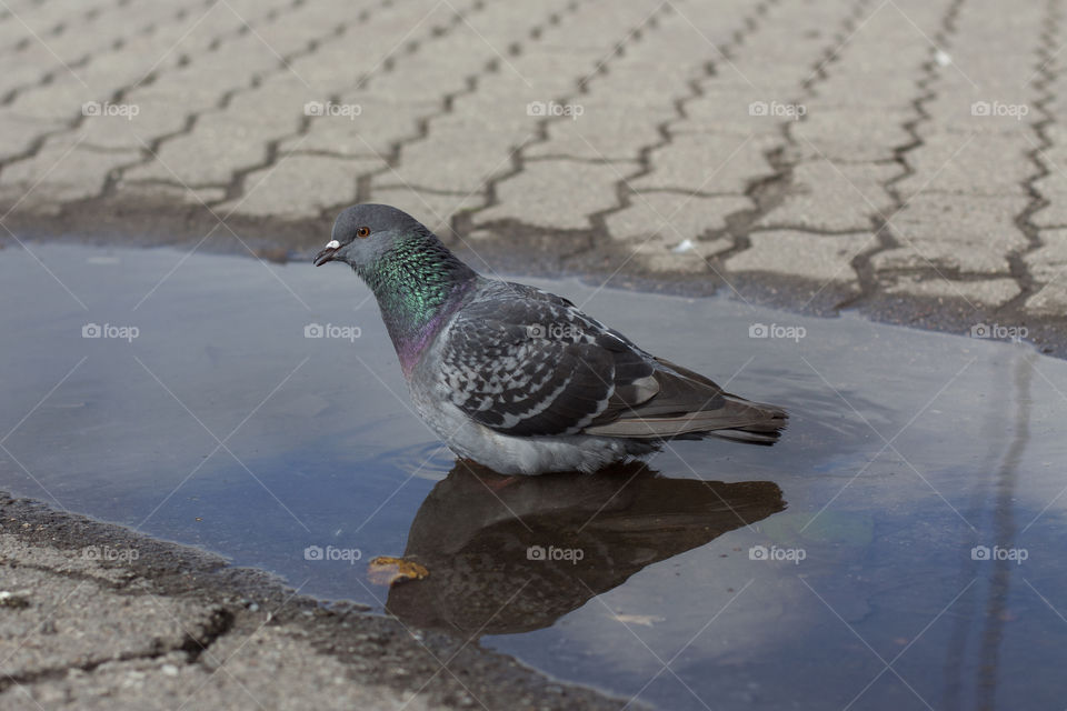 dove swimming in a puddle