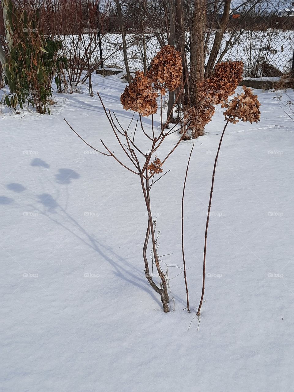 colour in winter garden - sunlit brown dried flowers of hydrangea  and their shadows