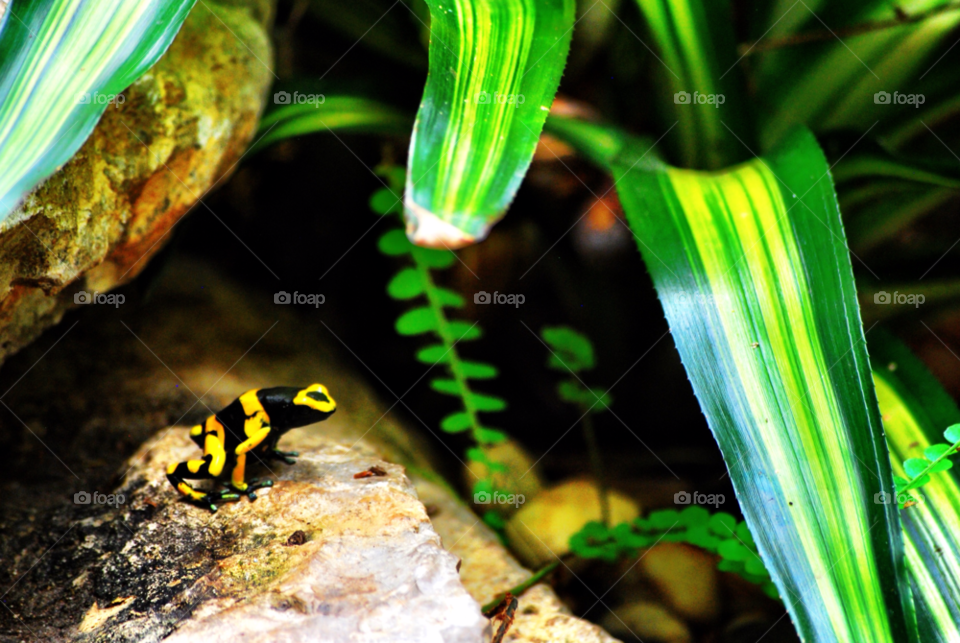 green yellow jungle frog by tommyr68