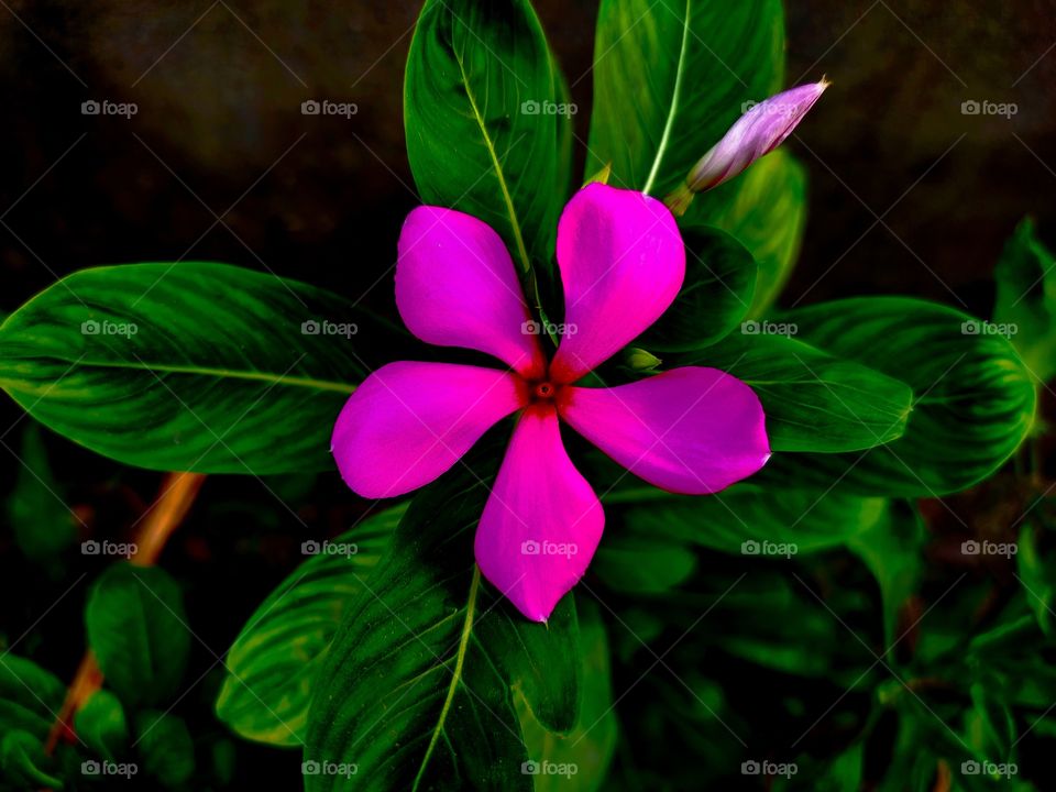 pink flower