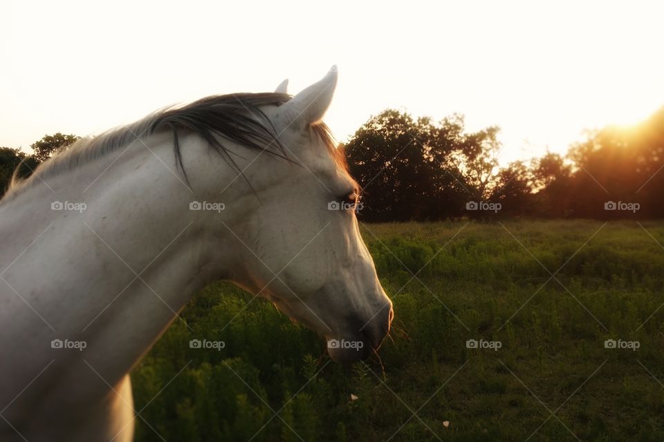 Gray Horse Looking Into the Sunset