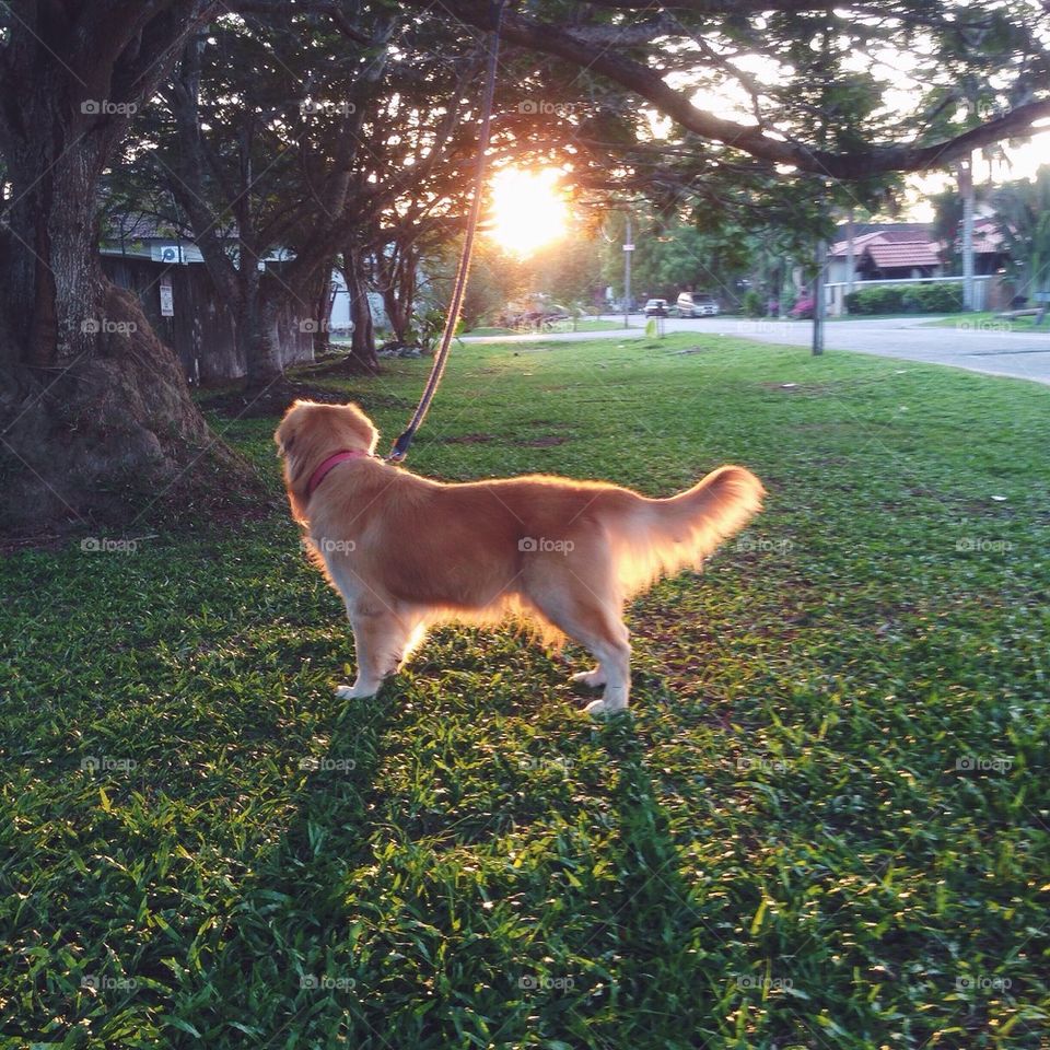 Evening Walk with Gopher