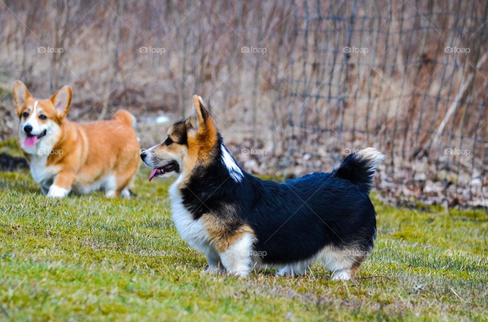 Dogs. Two cute dogs