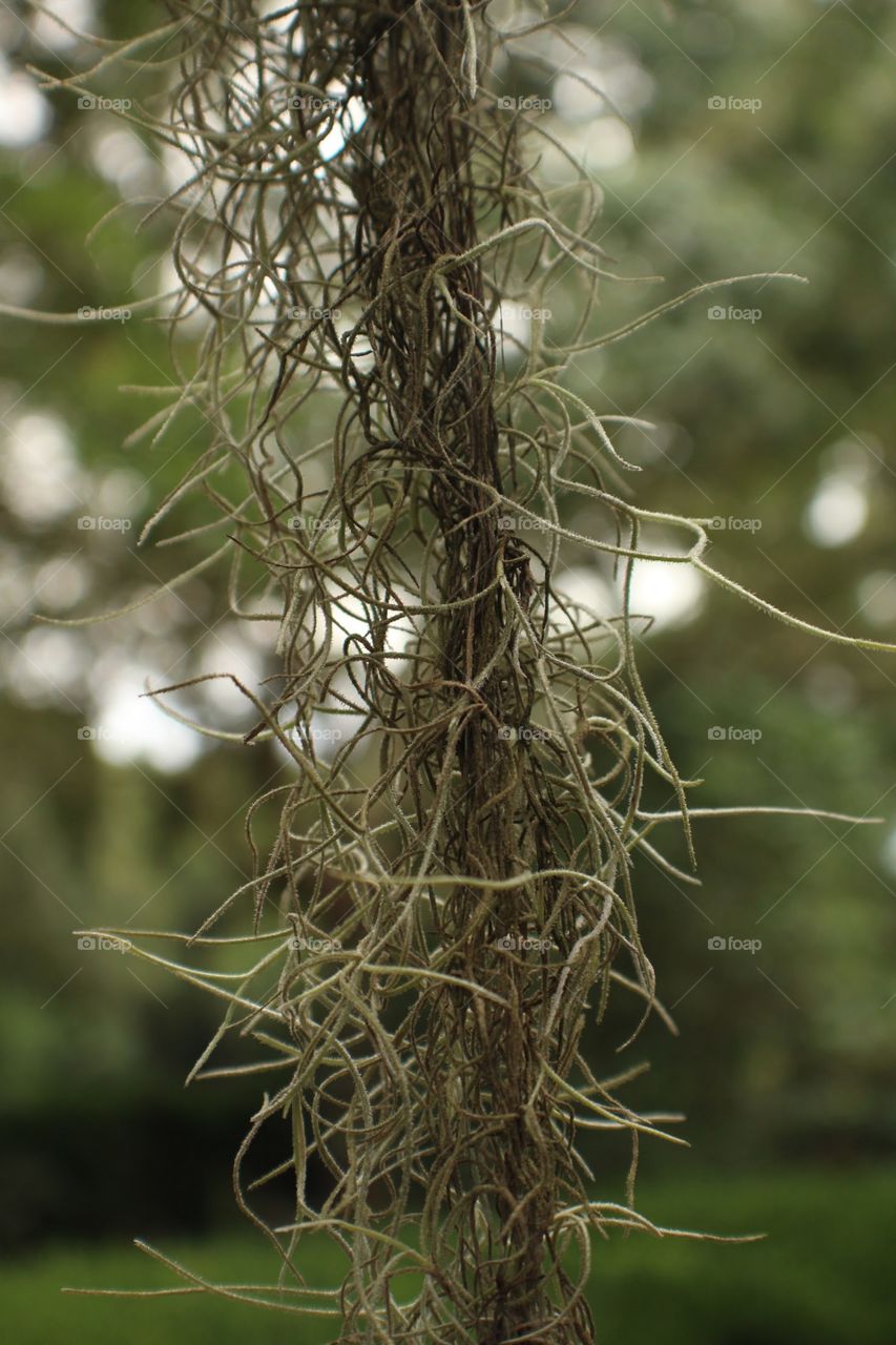 Spanish moss