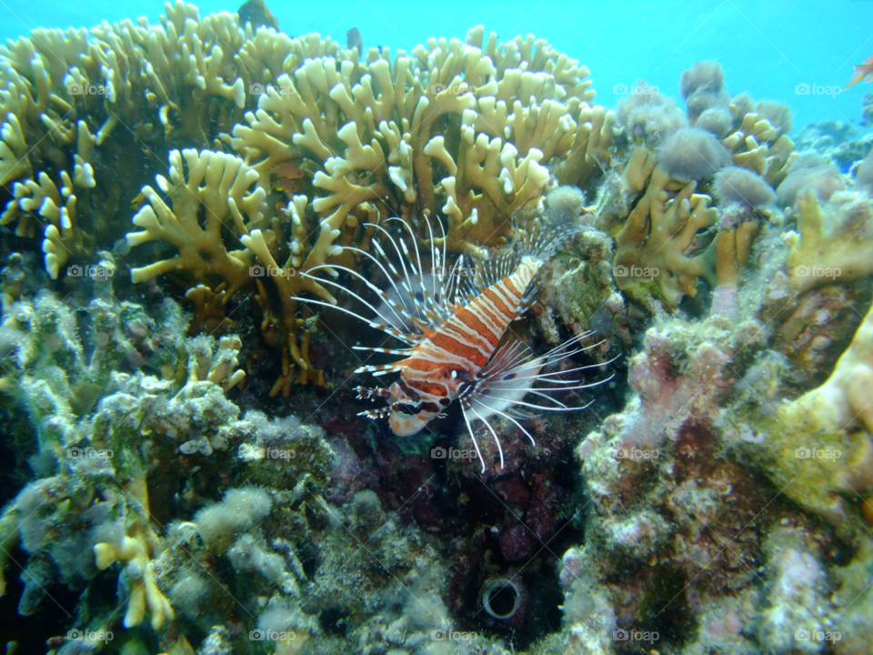 Underwater, Fish, Coral, Ocean, Reef