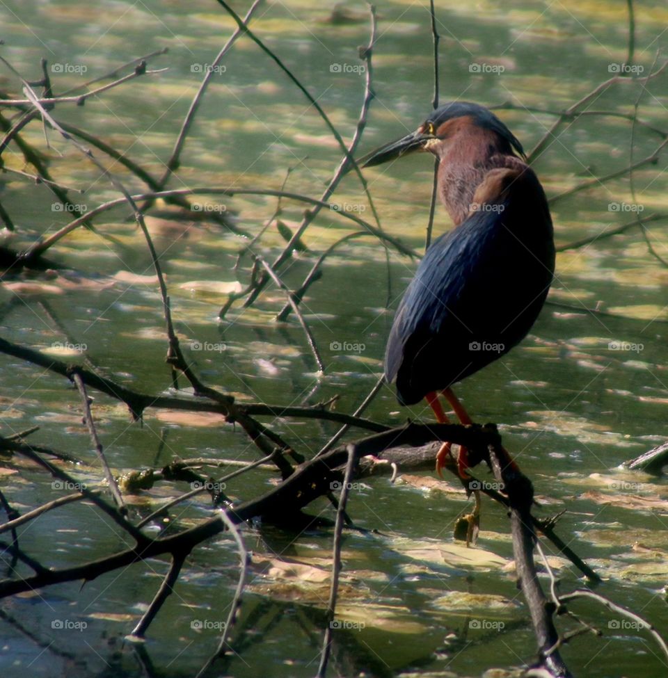 Green Heron Watching for Fish