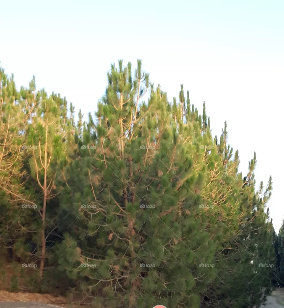 tree