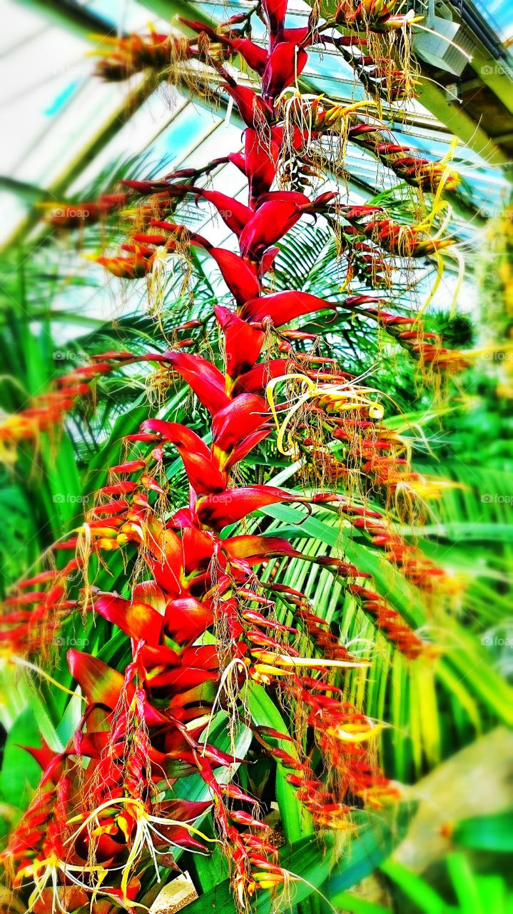 tropical garden . rich in colour 