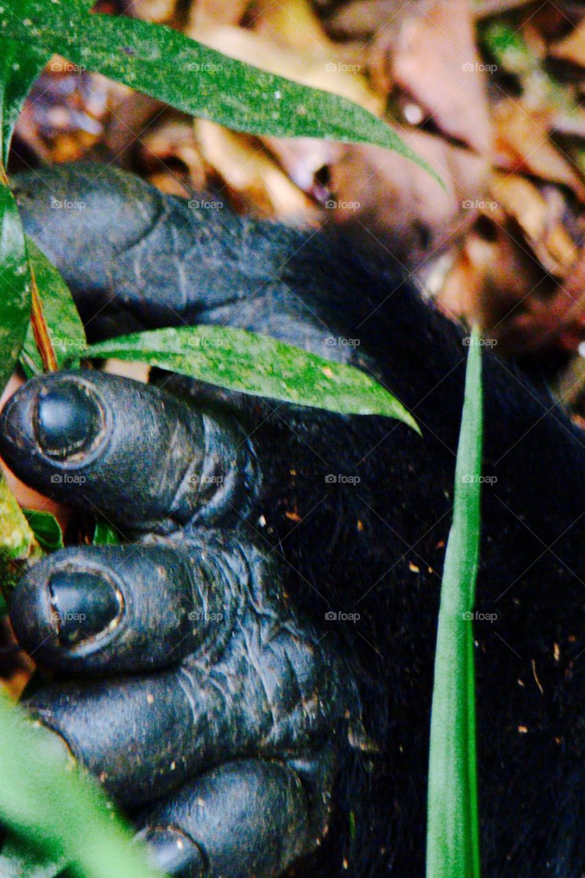 Gorilla foot