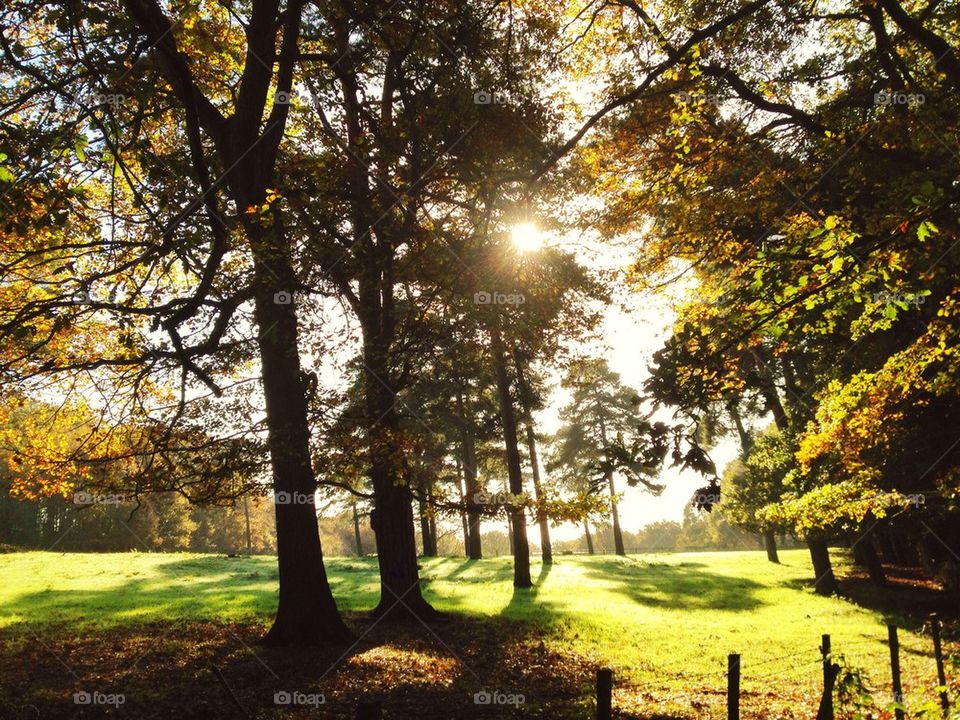 Autumn trees