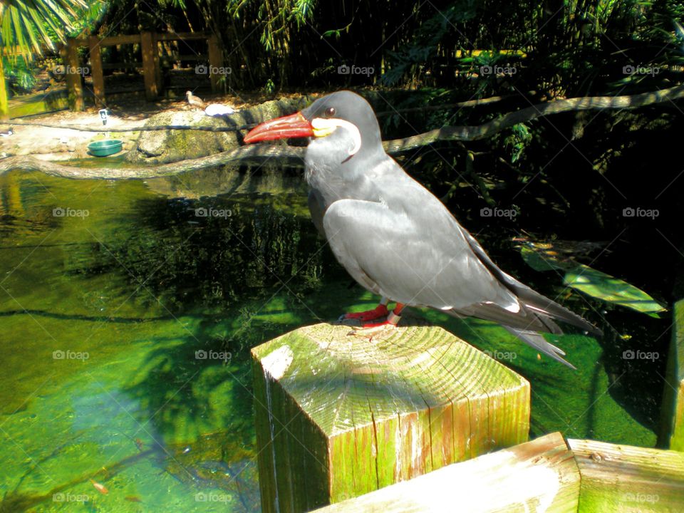 Inca Tern by the pond