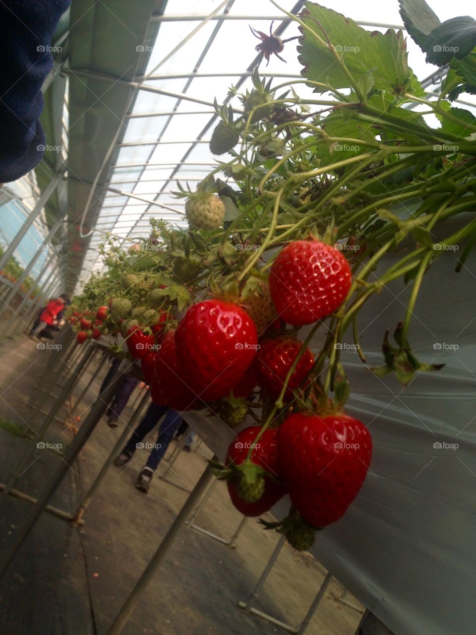 Strawberry Picking Experience