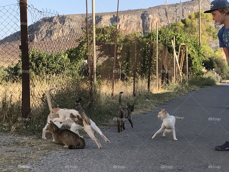 Stray cats and a boy watching them 