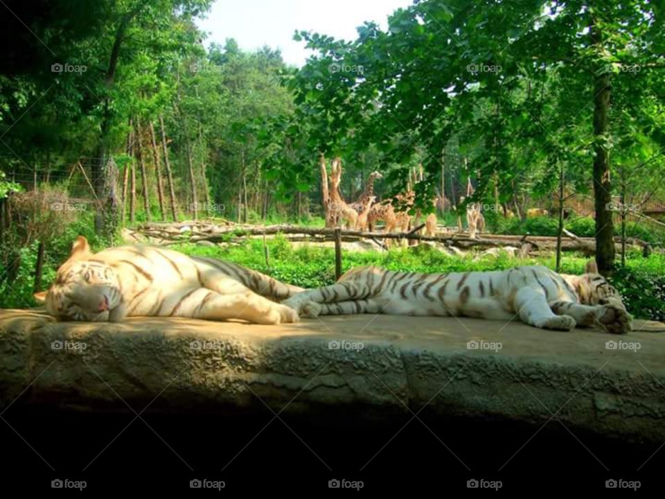 Sleepy .. the Siberian tigers at Safari World Everland South Korea