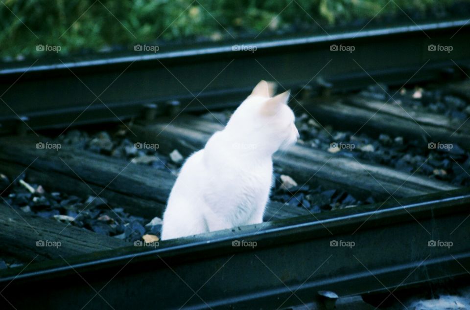 Stray on the tracks