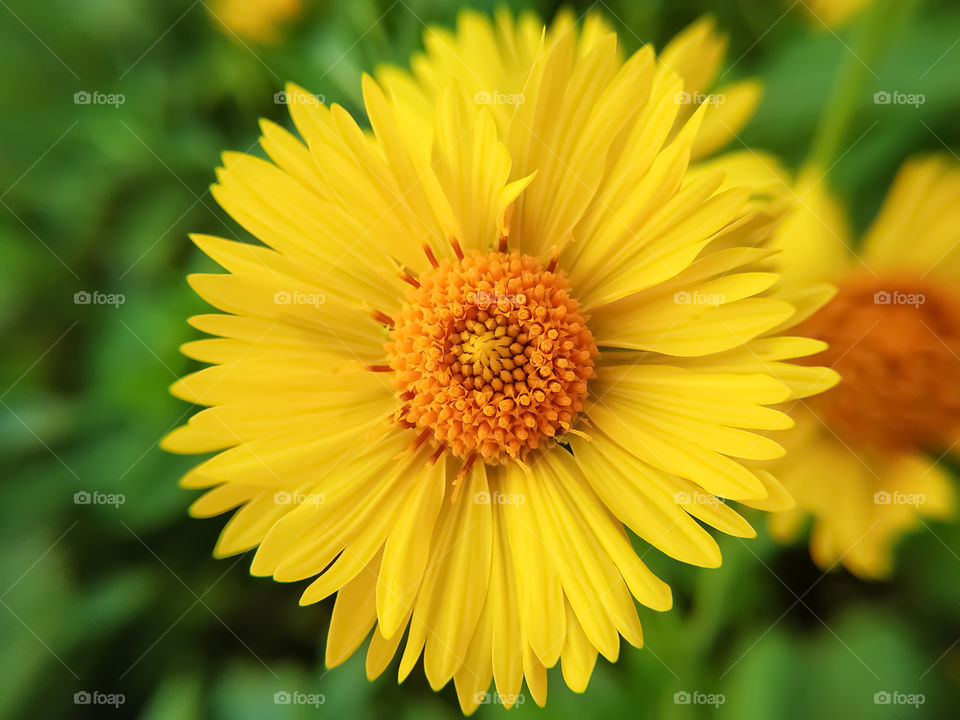 Beautiful desert sunflower on green background